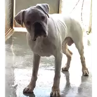 Foto dell\'animale cane - Matr. 2017/1494 - Microchip 380260002426299