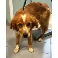 Foto dell\'animale cane - Matr. 2024/0876 - Microchip 380260044979747