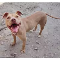 Foto dell\'animale cane - Matr. 2024/0646 - Microchip 380260044998122