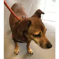 Foto dell\'animale cane - Matr. 2024/0877 - Microchip 380260044747331
