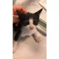 Foto dell\'animale gatto - Matr. 2024/0878 - Microchip 380260044980288