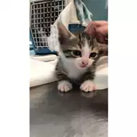 Foto dell\'animale gatto - Matr. 2024/0880 - Microchip 380260044980418