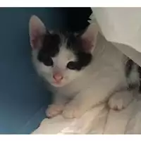 Foto dell\'animale gatto - Matr. 2024/0881 - Microchip 380260044979542