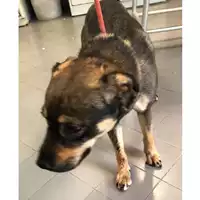 Foto dell\'animale cane - Matr. 2024/0882 - Microchip 380260044979766