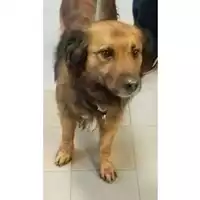 Foto dell\'animale cane - Matr. 2023/0836 - Microchip 380260101939083
