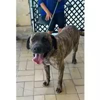 Foto dell\'animale cane - Matr. 2024/0883 - Microchip 380260044997067