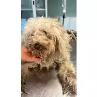 Foto dell\'animale cane - Matr. 2024/0885 - Microchip 380260044996608