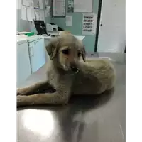 Foto dell\'animale cane - Matr. 2017/1498 - Microchip 380260043310074