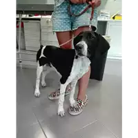 Foto dell\'animale cane - Matr. 2017/1503 - Microchip 380260043267089