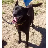 Foto dell\'animale cane - Matr. 2013/0359 - Microchip 380260040911793