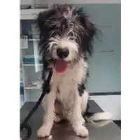 Foto dell\'animale cane - Matr. 2017/1506 - Microchip 380260043309861