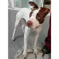 Foto dell\'animale cane - Matr. 2017/1507 - Microchip 380260043259053