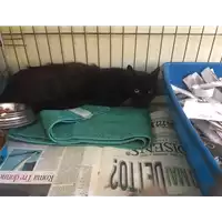 Foto dell\'animale gatto - Matr. 2017/1511 - Microchip 380260043309763