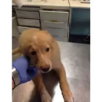 Foto dell\'animale cane - Matr. 2017/1514 - Microchip 380260043309831