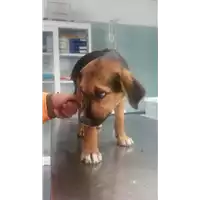 Foto dell\'animale cane - Matr. 2017/1518 - Microchip 380260043285307