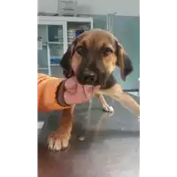 Foto dell\'animale cane - Matr. 2017/1517 - Microchip 380260043269073