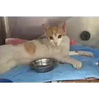 Foto dell\'animale gatto - Matr. 2017/1523 - Microchip 380260043258782