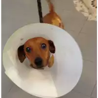 Foto dell\'animale cane - Matr. 2017/1525 - Microchip 380260043267321