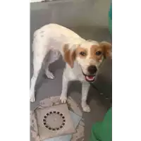 Foto dell\'animale cane - Matr. 2017/1531 - Microchip 380260043259216