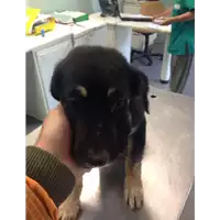 Foto dell\'animale cane - Matr. 2017/1532 - Microchip 380260043309561