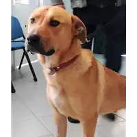 Foto dell\'animale cane - Matr. 2017/1541 - Microchip 380260043257595