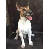 Foto dell\'animale cane - Matr. 200800000157 - Microchip 981100000630883