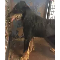 Foto dell\'animale cane - Matr. 2017/1550 - Microchip 100237000017369
