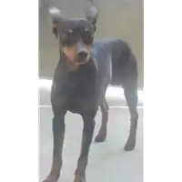 cane - Matr. 2017/1552 - Microchip 380260043257478