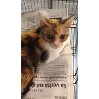 Foto dell\'animale gatto - Matr. 2017/1556 - Microchip 380260043257759