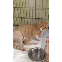 Foto dell\'animale gatto - Matr. 2017/1558 - Microchip 380260043265695