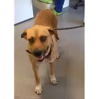 Foto dell\'animale cane - Matr. 2017/1561 - Microchip 380260043268878