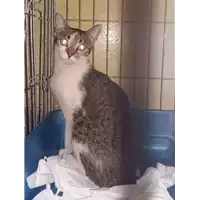 Foto dell\'animale gatto - Matr. 2017/1570 - Microchip 380260043318577