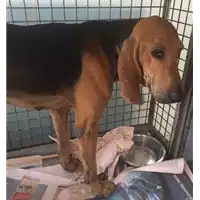 Foto dell\'animale cane - Matr. 2017/1581 - Microchip 380260000856687