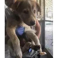 Foto dell\'animale cane - Matr. 2017/1580 - Microchip 380260043310310
