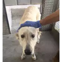 Foto dell\'animale cane - Matr. 2017/1578 - Microchip 380260043319103
