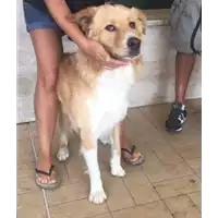 Foto dell\'animale cane - Matr. 2017/1587 - Microchip 380260042296973