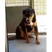 Foto dell\'animale cane - Matr. 2017/1591 - Microchip 380260043267160