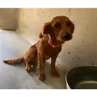 Foto dell\'animale cane - Matr. 2017/1593 - Microchip 380260043259043