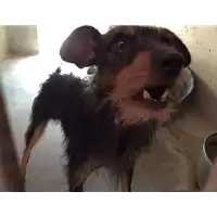 Foto dell\'animale cane - Matr. 2017/1599 - Microchip 380260043259389