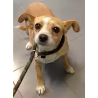 Foto dell\'animale cane - Matr. 2017/1620 - Microchip 380260043319165