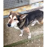 Foto dell\'animale cane - Matr. 2015/0345 - Microchip 380260002321357
