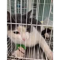 Foto dell\'animale gatto - Matr. 2017/1614 - Microchip 380260043258784
