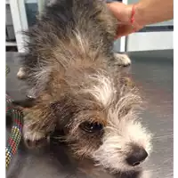Foto dell\'animale cane - Matr. 2017/1627 - Microchip 380260043258535
