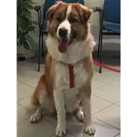 Foto dell\'animale cane - Matr. 2017/1632 - Microchip 380260043309690