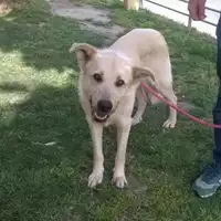 Foto dell\'animale cane - Matr. 2014/0502 - Microchip 380260041287845