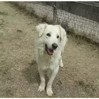 Foto dell\'animale cane - Matr. 2016/0061 - Microchip 380260042717408