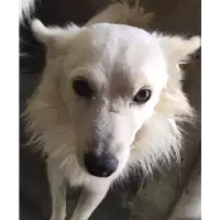 Foto dell\'animale cane - Matr. 2017/1639 - Microchip 380260043319379