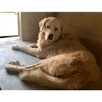 Foto dell\'animale cane - Matr. 2017/1640 - Microchip 380260043309725