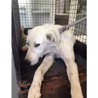 Foto dell\'animale cane - Matr. 2017/1642 - Microchip 380260043309583