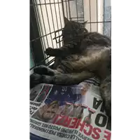 Foto dell\'animale gatto - Matr. 2017/1645 - Microchip 380260043319259